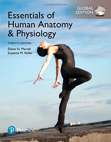 Essentials of Human Anatomy & Physiology 12th Edition